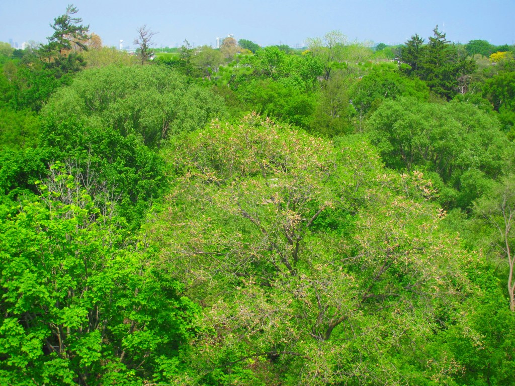 3089-Jaguar-Valley-Drive-Mississauga-apartments-for-lease-rent-rentals-listings-1-2-bedroom